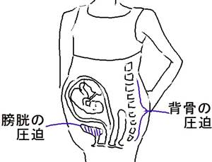 妊娠6ヶ月の子宮