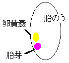 妊娠2ヶ月の赤ちゃん